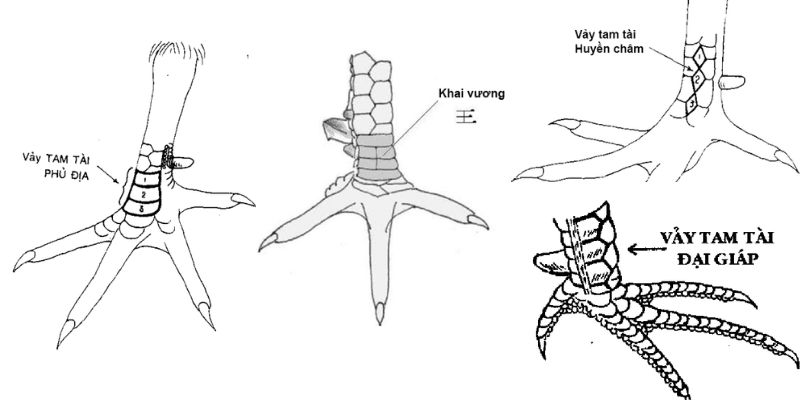 Cách dấu hiệu nhận biết vảy gà tam tài chính xác