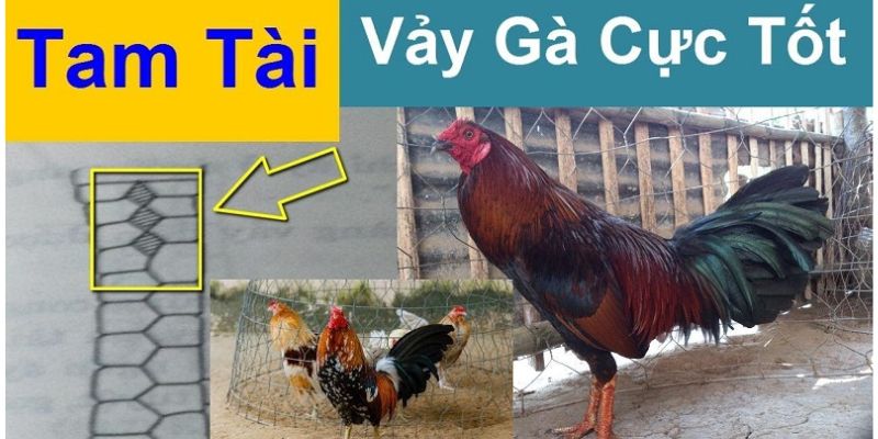 Vảy gà tam tài và những điều bạn cần biết