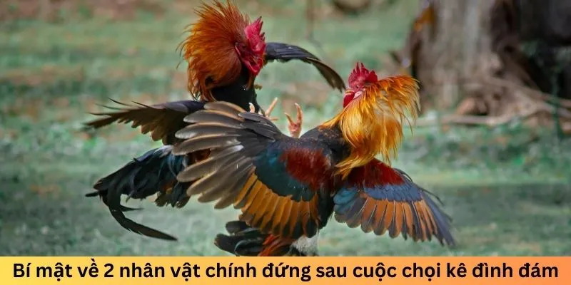 Bí mật về 2 nhân vật chính đứng sau cuộc chọi kê đình đám