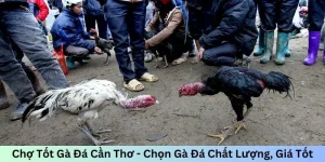 Chợ tốt gà đá Cần Thơ