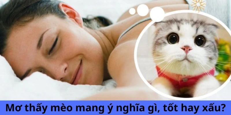 Mơ thấy mèo mang ý nghĩa gì, tốt hay xấu?