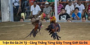 Trận đá gà 24 tỷ